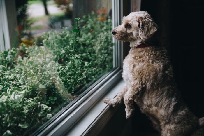 fuzzy-dog-looks-out-window